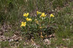 Bigfruit evening primrose